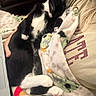 cat, black_and_white, sleeping, blanket, lap, person, hand, cozy, indoor, fur, paw, relaxed, resting, comfort, soft, tshirt, colorful, closeup, pet, animal