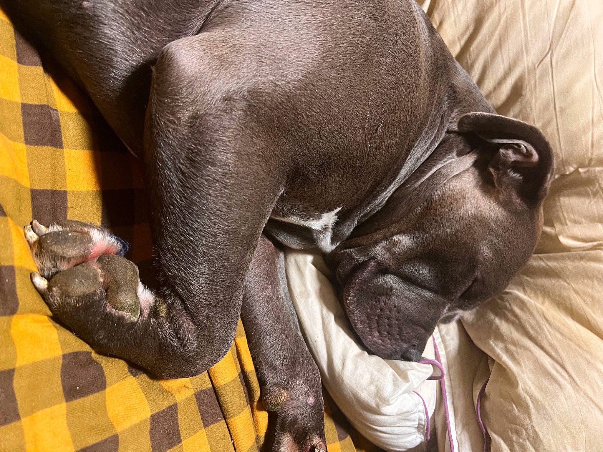 Mr Lips joined the competition — help win amazing prizes! african_elephant, carnivore, comfort, companion_dog, dog, dog_breed, ear, elephant, fawn, grey, indian_elephant, liver, mammal, pattern, snout, sporting_group, tartan, terrestrial_animal, working_animal, wrinkle