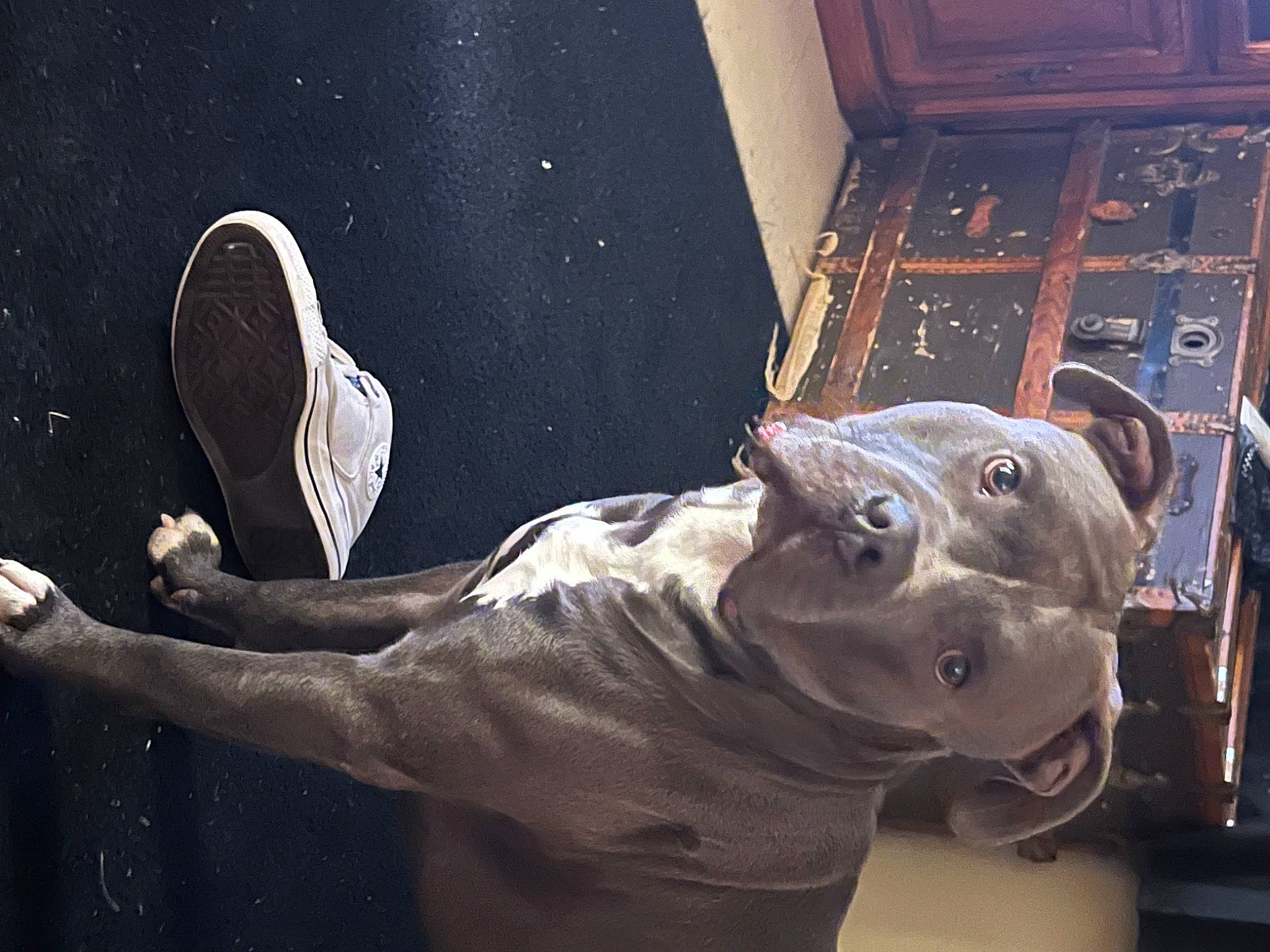 Mr Lips is registered to the contest to win money with this photo: art, dog, entertainment, fawn, flash_photography, gesture, glass, metal, personal_protective_equipment, room, sculpture, snout, space, statue, still_life_photography, visual_arts