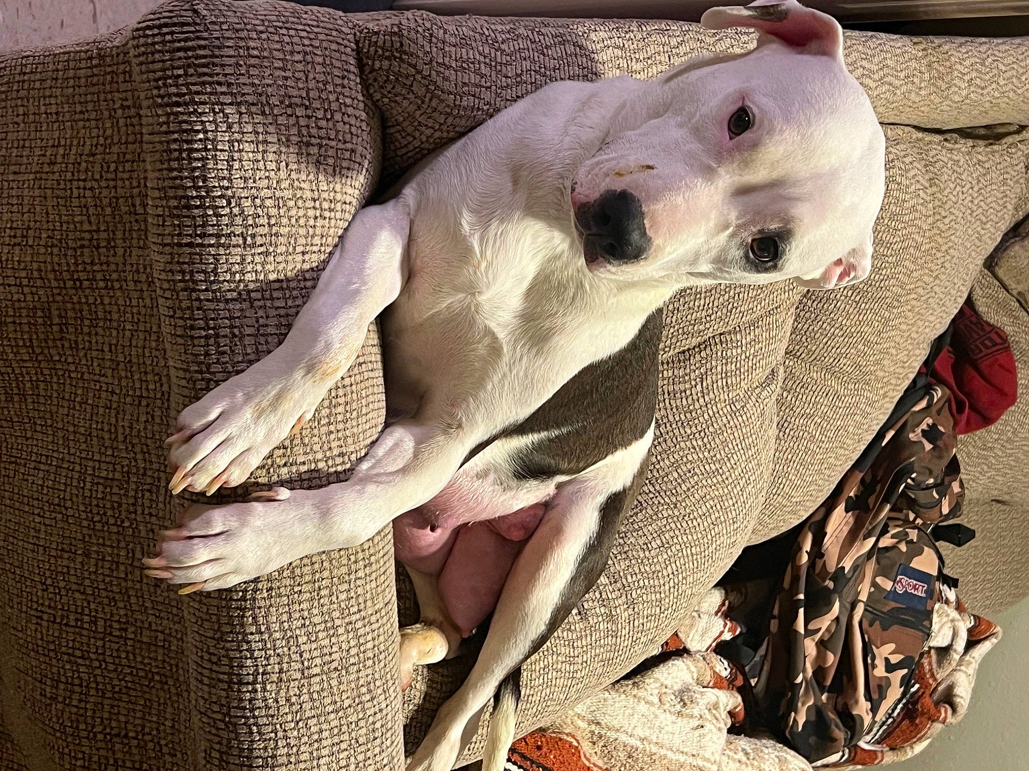 Mr Lips joined the competition — help win amazing prizes! canidae, carnivore, companion_dog, dog, dog_breed, dog_supply, fang, fawn, linens, non_sporting_group, pattern, pet_supply, puppy, snout, sporting_group, terrestrial_animal, textile, toy_dog, whiskers, working_animal