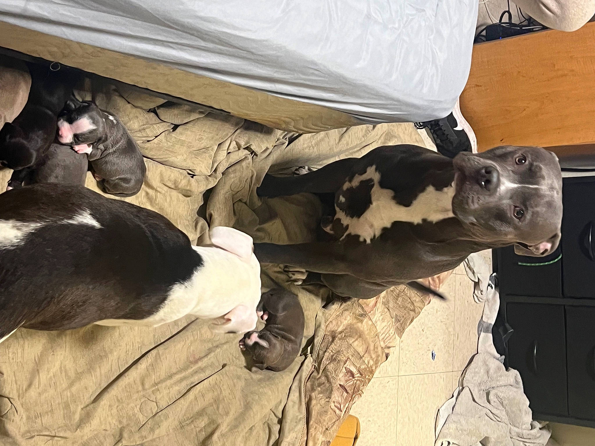 Mr Lips is registered to the contest to win money with this photo: art, canidae, carnivore, collar, comfort, companion_dog, dog, dog_breed, fawn, fur, great_dane, guard_dog, mammal, non_sporting_group, skull, snout, sporting_group, vertebrate, wood, working_animal