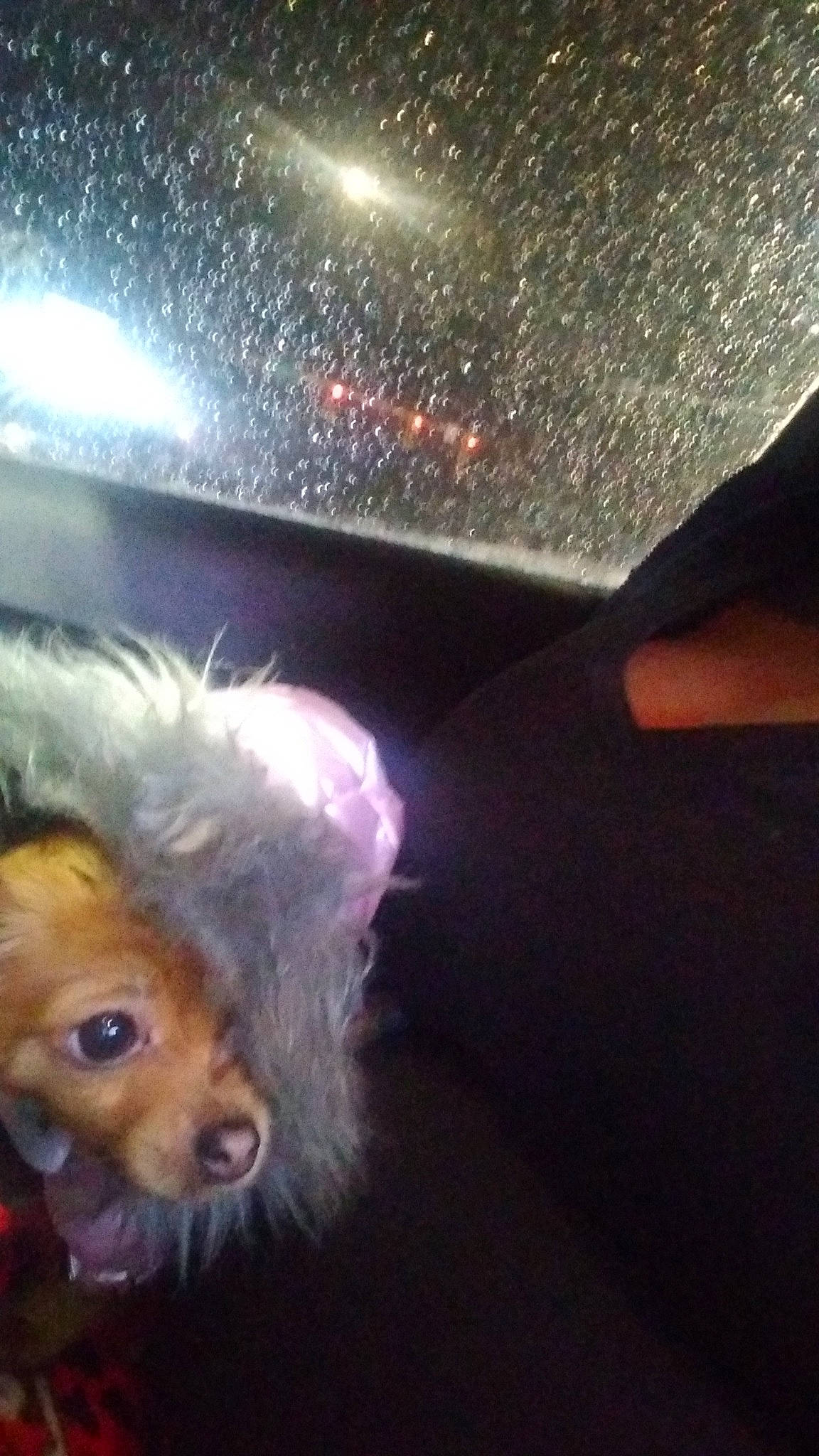 Moca joined the competition — help win amazing prizes! canidae, carnivore, cloud, companion_dog, dog, dog_breed, electric_blue, fur, liver, non_sporting_group, puppy, small_terrier, sporting_group, toy_dog, whiskers, windshield, working_animal