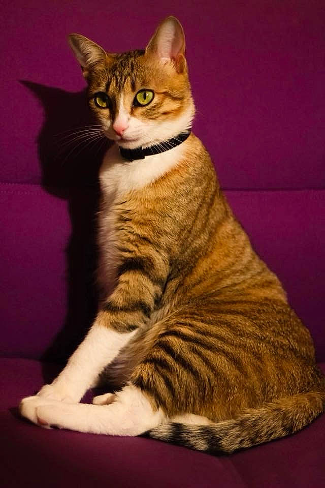Bonny participe au concours pour gagner de l'argent avec cette photo : aegean_cat, american_shorthair, american_wirehair, asian, california_spangled, carnivore, cat, domestic_short_haired_cat, dragon_li, european_shorthair, felidae, fur, kitten, mammal, sitting, small_to_medium_sized_cats, sokoke, tabby_cat, tail, whiskers