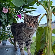 Neptune is registered to the contest to win money with this photo: animal, background, cat, closeup, curious, daylight, flower, fur, garden, greenery, leaf, nature, outdoor, pet, plant, potted_plant, sky, standing, tabby, whiskers