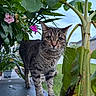 animal, background, cat, closeup, curious, daylight, flower, fur, garden, greenery, leaf, nature, outdoor, pet, plant, potted_plant, sky, standing, tabby, whiskers