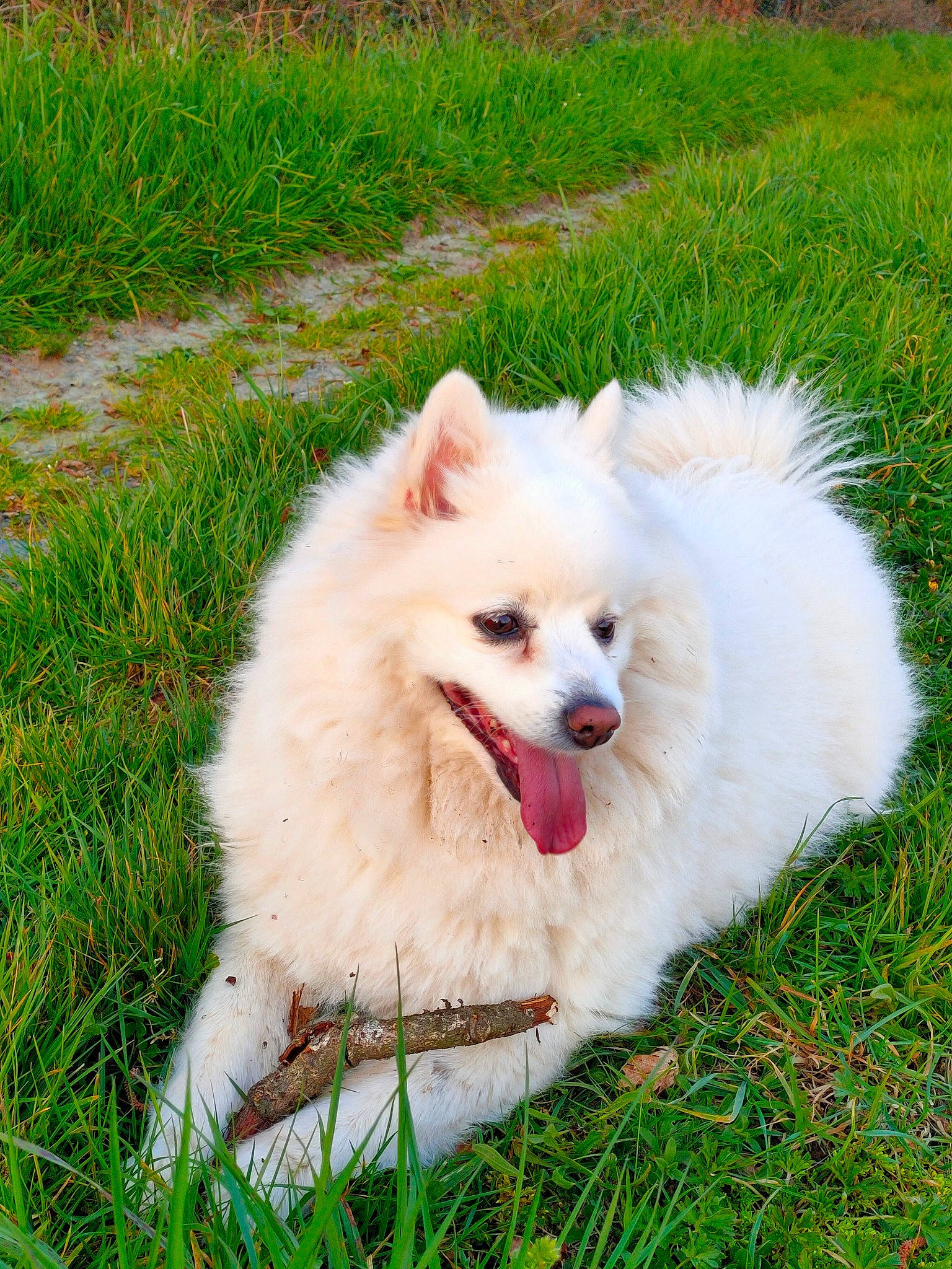 Roxane a rejoint le concours — aidez-le/la à gagner de superbes lots ! carnivore, companion_dog, dog, dog_breed, fang, fur, german_spitz, german_spitz_klein, grass, grassland, happy, non_sporting_group, plant, spitz, terrestrial_animal, volpino_italiano