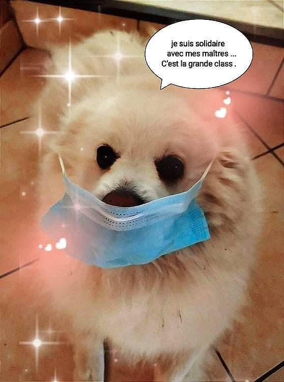 Roxane a rejoint le concours — aidez-le/la à gagner de superbes lots ! animation, carnivore, comfort_food, companion_dog, costume, eyelash, fiction, fictional_character, font, fur, happy, illustration, panda, photo_caption, plush, snout, stuffed_toy, teddy_bear, whiskers