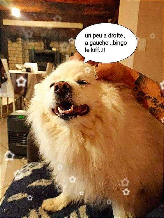 Roxane a rejoint le concours — aidez-le/la à gagner de superbes lots ! ancient_dog_breeds, canidae, carnivore, companion_dog, dog, dog_breed, fang, fur, happy, herding_dog, jaw, non_sporting_group, photo_caption, smile, snout, sporting_group, whiskers, working_dog