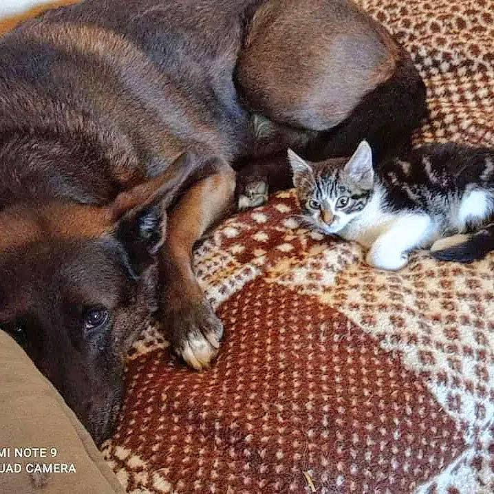 Tony participe au concours pour gagner de l'argent avec cette photo : carnivore, cat, cat_supply, comfort, companion_dog, dog, dog_breed, domestic_short_haired_cat, fawn, felidae, flooring, fur, nap, paw, small_to_medium_sized_cats, snout, tail, whiskers, wood, working_animal