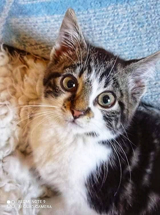 Tony a rejoint le concours — aidez-le/la à gagner de superbes lots ! carnivore, cat, claw, domestic_short_haired_cat, eye, felidae, fur, iris, paw, sky, small_to_medium_sized_cats, snout, terrestrial_animal, tree, whiskers, wildlife, window