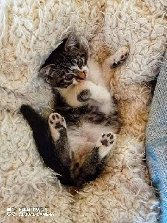 Tony a rejoint le concours — aidez-le/la à gagner de superbes lots ! carnivore, cat, cat_bed, claw, comfort, domestic_short_haired_cat, fawn, felidae, fur, grey, nap, pattern, paw, sand, small_to_medium_sized_cats, snout, tail, terrestrial_animal, whiskers, wood