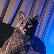 Lady Boy participe au concours pour gagner de l'argent avec cette photo : animal, blue_light, box, cat, close_up, couch, curtains, cute, dim_lighting, domestic_animal, ears, fur, furniture, grey_cat, indoor, mischievous, pet, portrait, tongue_out, whiskers