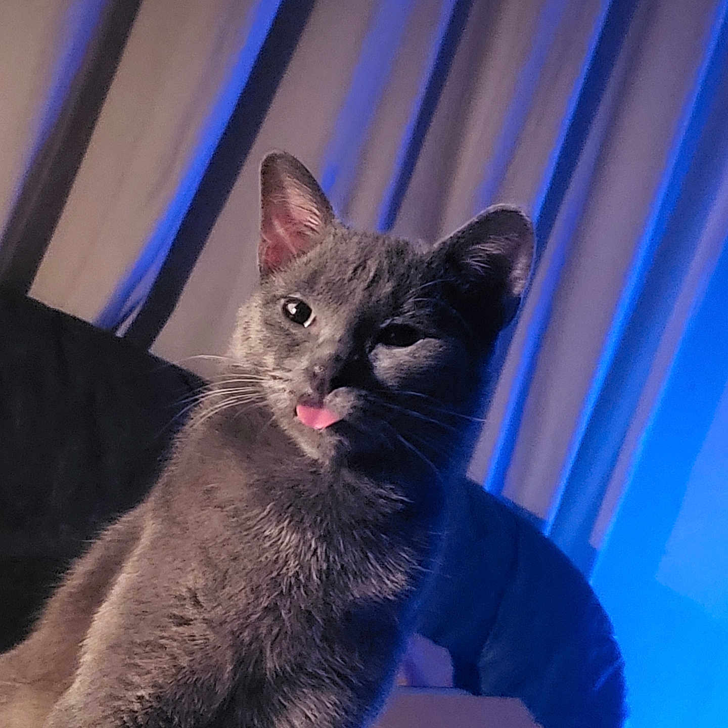 Lady Boy