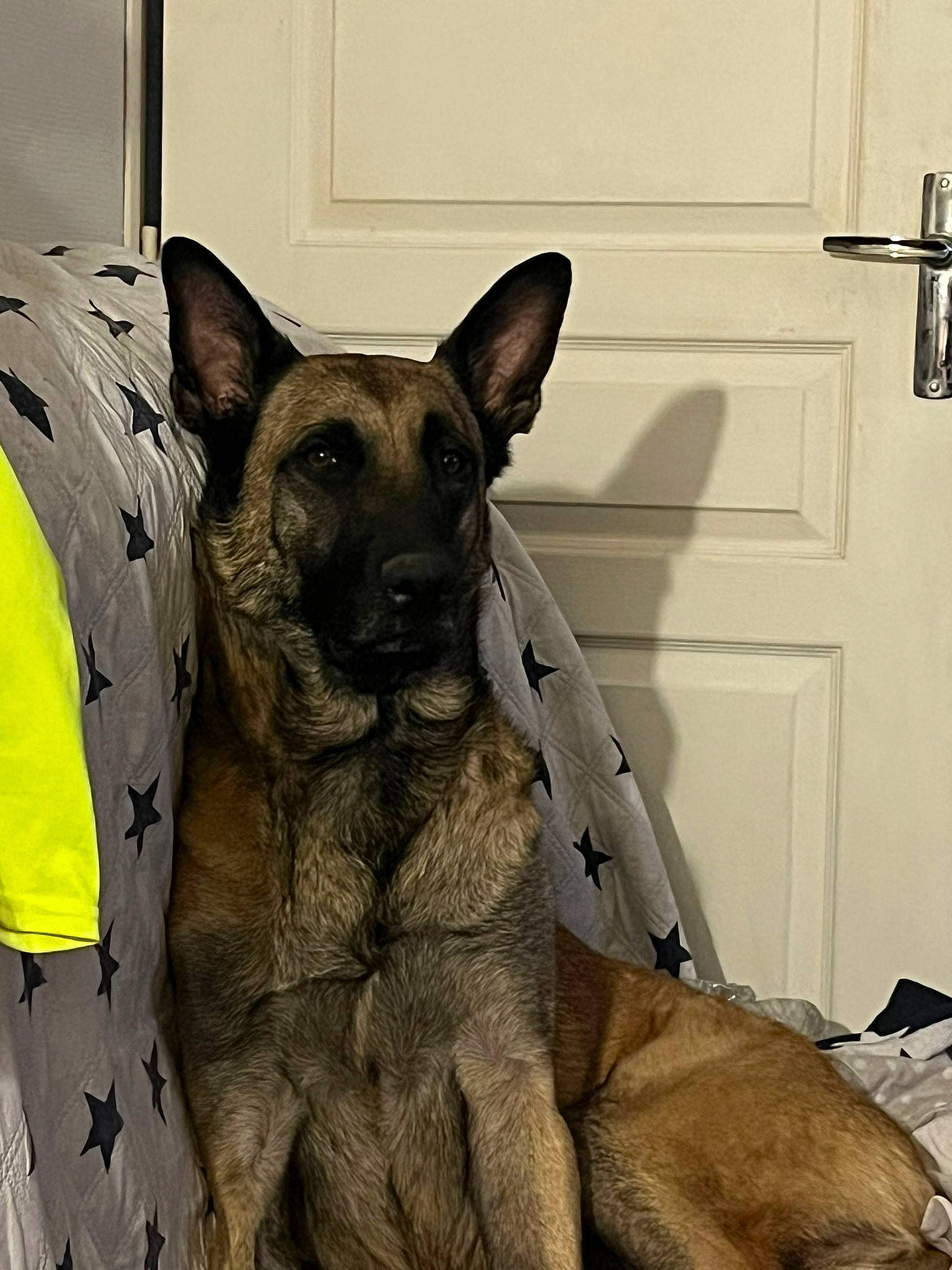 Oslo a rejoint le concours — aidez-le/la à gagner de superbes lots ! canidae, cargo_pants, carnivore, companion_dog, dog, dog_breed, door, east_european_shepherd, fawn, fur, german_shepherd_dog, guard_dog, herding_dog, paw, snout, sporting_group, terrestrial_animal, whiskers, working_animal, working_dog