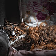 Rosie is registered to the contest to win money with this photo: cat, fluffy, feline, resting, armchair, cushion, floral_pattern, indoor, pet, relaxed, fur, comfort, cozy, sleepy, closeup, brown, white, orange, soft_light, portrait