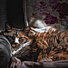 cat, fluffy, feline, resting, armchair, cushion, floral_pattern, indoor, pet, relaxed, fur, comfort, cozy, sleepy, closeup, brown, white, orange, soft_light, portrait