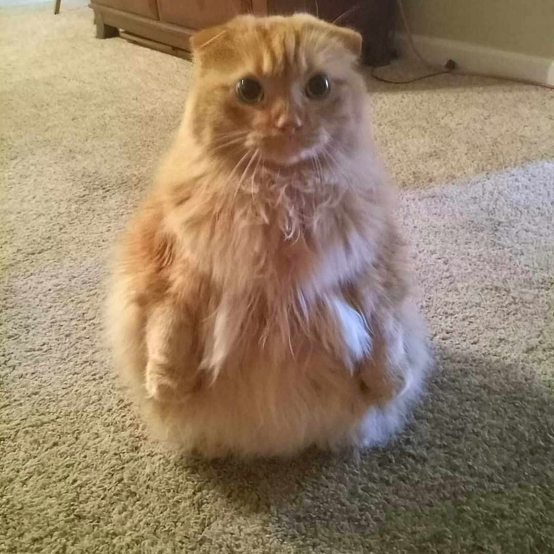 Bwinky