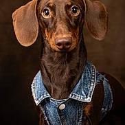 Achille a rejoint le concours — aidez-le/la à gagner de superbes lots ! animal, background_blur, brown_dog, canine, closeup, clothing, cute, dachshund, denim_vest, dog, domestic_animal, ears, eyes, fashion, fur, looking, mammal, pet, portrait, studio