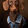 animal, background_blur, brown_dog, canine, closeup, clothing, cute, dachshund, denim_vest, dog, domestic_animal, ears, eyes, fashion, fur, looking, mammal, pet, portrait, studio