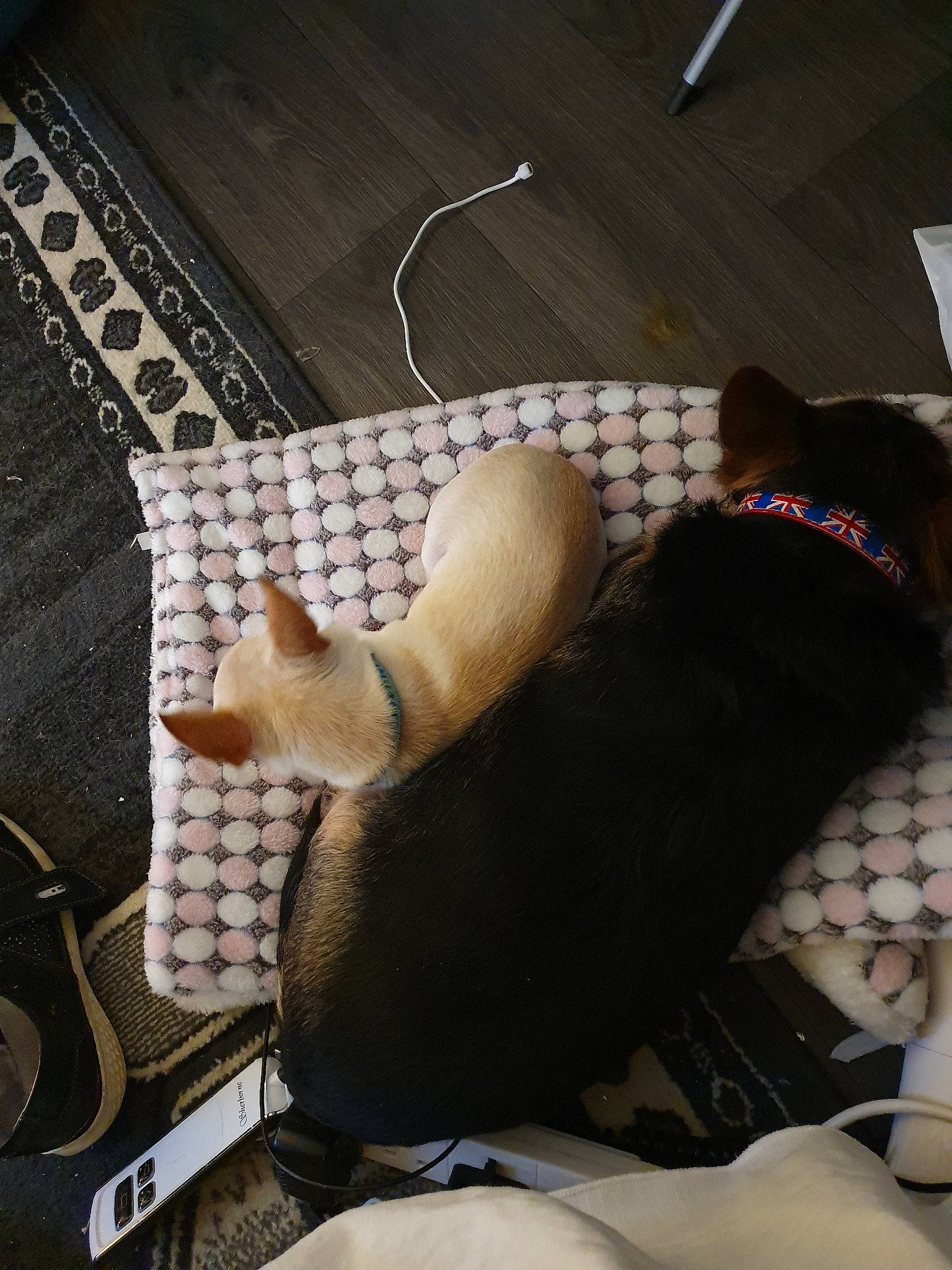 Leo is registered to the contest to win money with this photo: canidae, carnivore, cat, comfort, fawn, felidae, leg, nap, small_to_medium_sized_cats, tail, whiskers