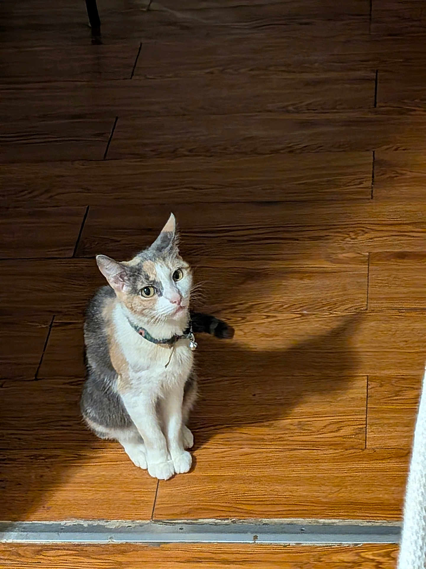 Faith is registered to the contest to win money with this photo: cat, calico, pet, animal, wooden_floor, indoor, shadow, sitting, collar, curious, domestic_cat, feline, looking_up, ears, whiskers, tail, fur, alert, flooring, household