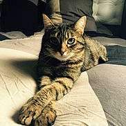 Nala participe au concours pour gagner de l'argent avec cette photo : animal, bed, cat, comfort, cozy, crossed_paws, cute, domestic, feline, fur, indoor, pet, pillow, portrait, relaxed, resting, sleepy, soft_light, tabby, whiskers