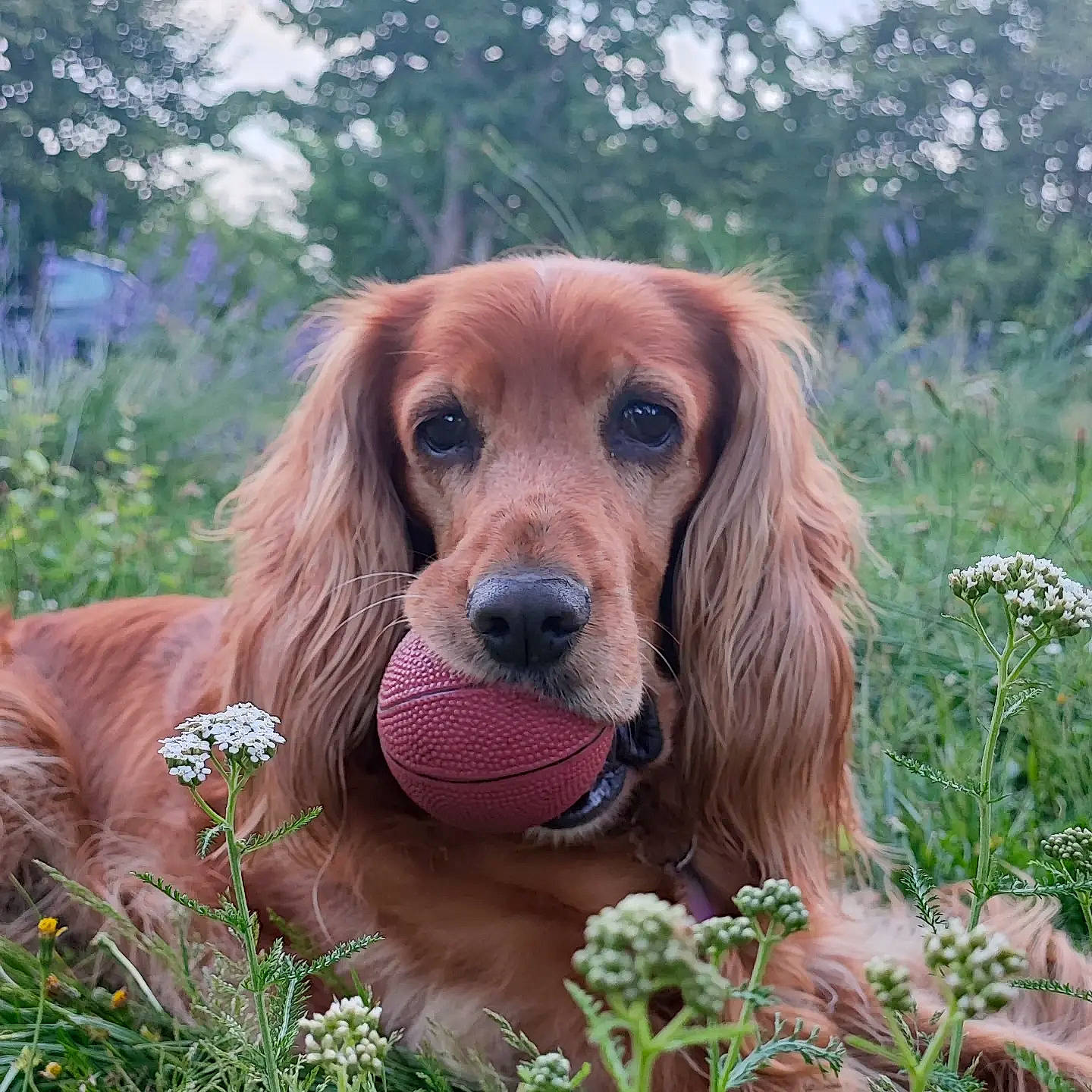 Inna participe au concours pour gagner de l'argent avec cette photo : canidae, carnivore, companion_dog, dog, dog_breed, fawn, flower, grass, gun_dog, hound, hunting_dog, liver, plant, sporting_group, tree
