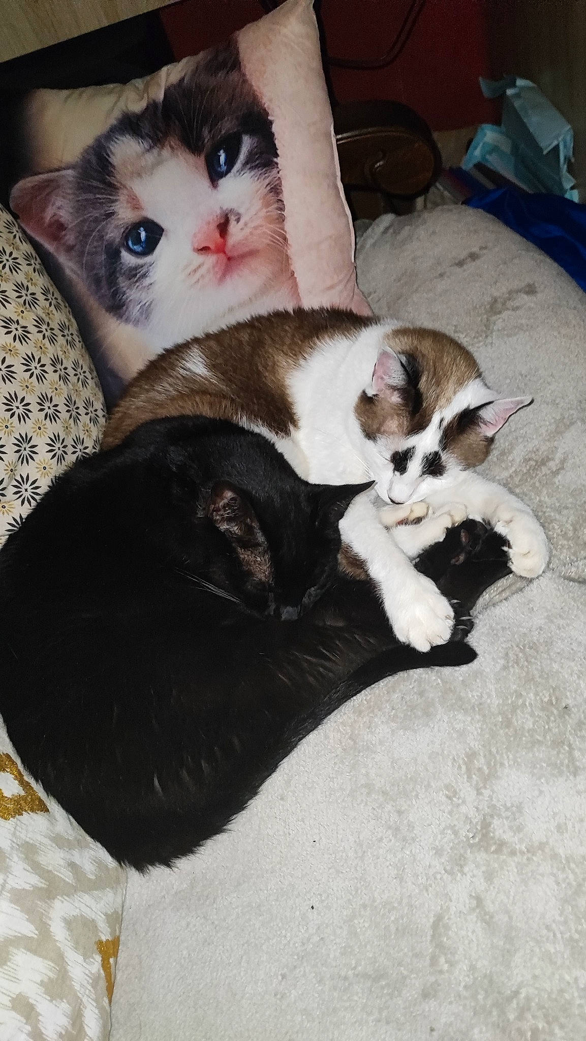 Nougat Et Réglisse a rejoint le concours — aidez-le/la à gagner de superbes lots ! canidae, carnivore, cat, claw, comfort, companion_dog, domestic_short_haired_cat, eye, fawn, felidae, formal_wear, fur, lap, mammal, paw, photo_caption, small_to_medium_sized_cats, snout, tail, whiskers