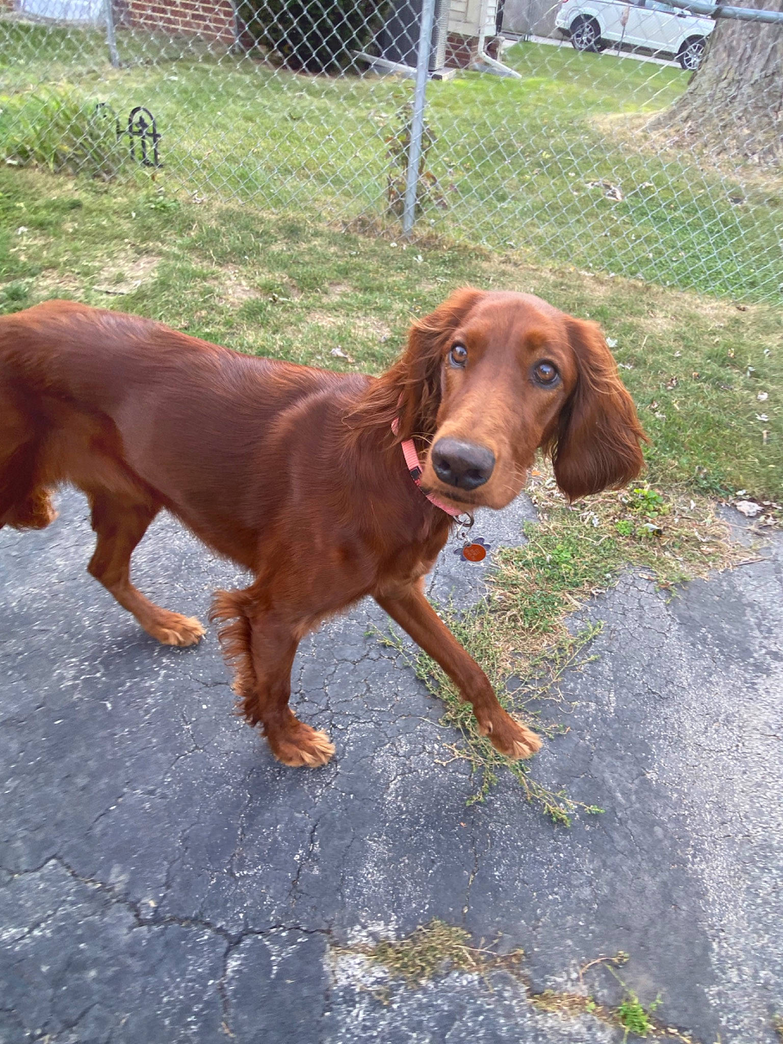 Ellie joined the competition — help win amazing prizes! canidae, carnivore, dog, dog_breed, fawn, hunting_dog, irish_setter, liver, mammal, rare_breed_dog, sporting_group, vertebrate, vizsla