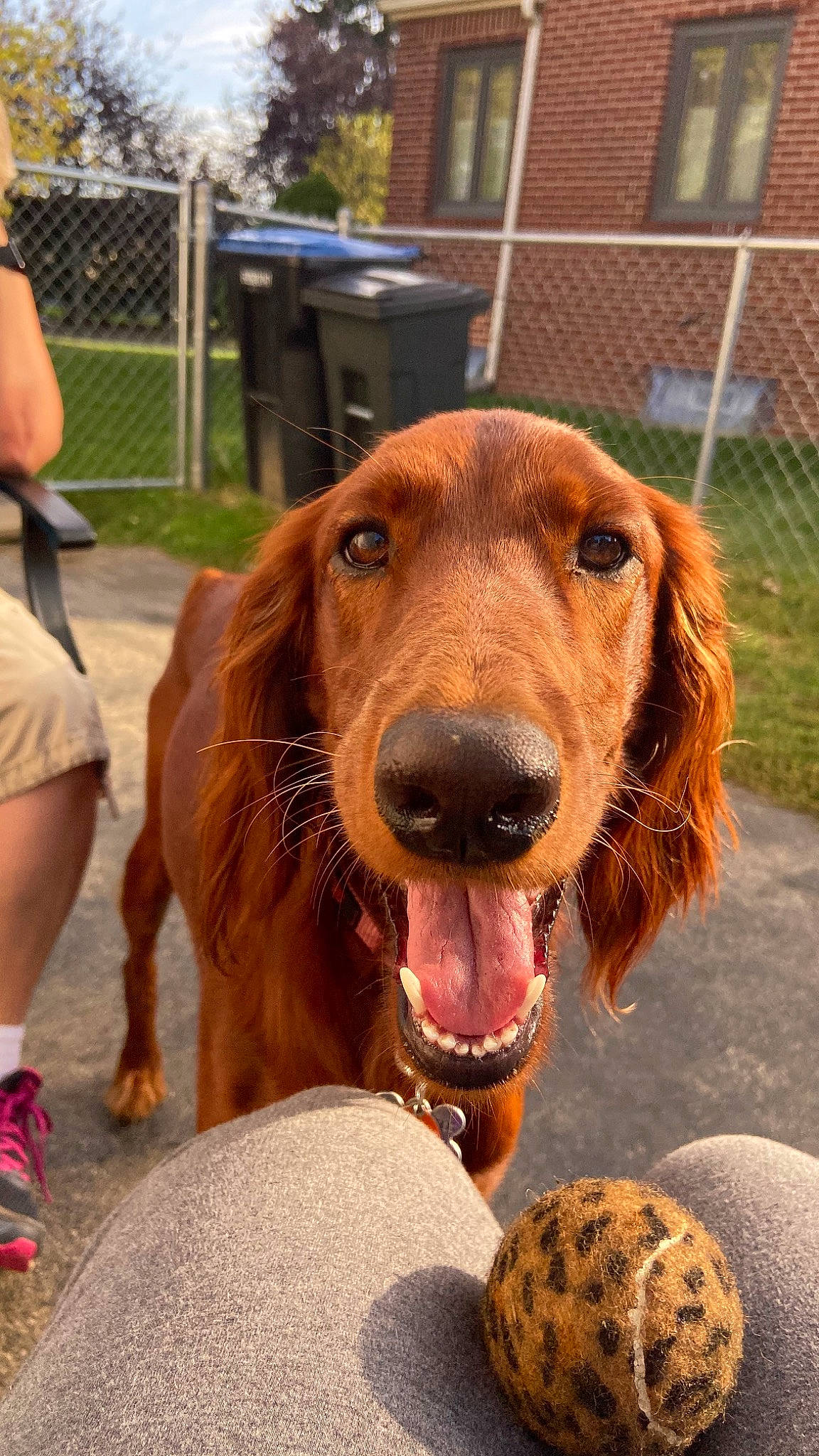 Ellie is registered to the contest to win money with this photo: canidae, carnivore, cocker_spaniel, companion_dog, dog, dog_breed, english_setter, irish_setter, mammal, rare_breed_dog, setter, sporting_group, vertebrate