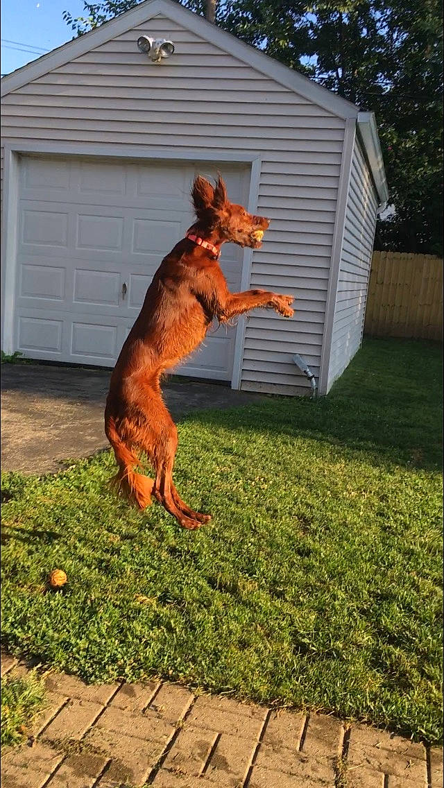 Ellie is registered to the contest to win money with this photo: canidae, carnivore, dog, dog_breed, hunting_dog, irish_setter, lawn, liver, setter, sporting_group, tail, vizsla, working_dog
