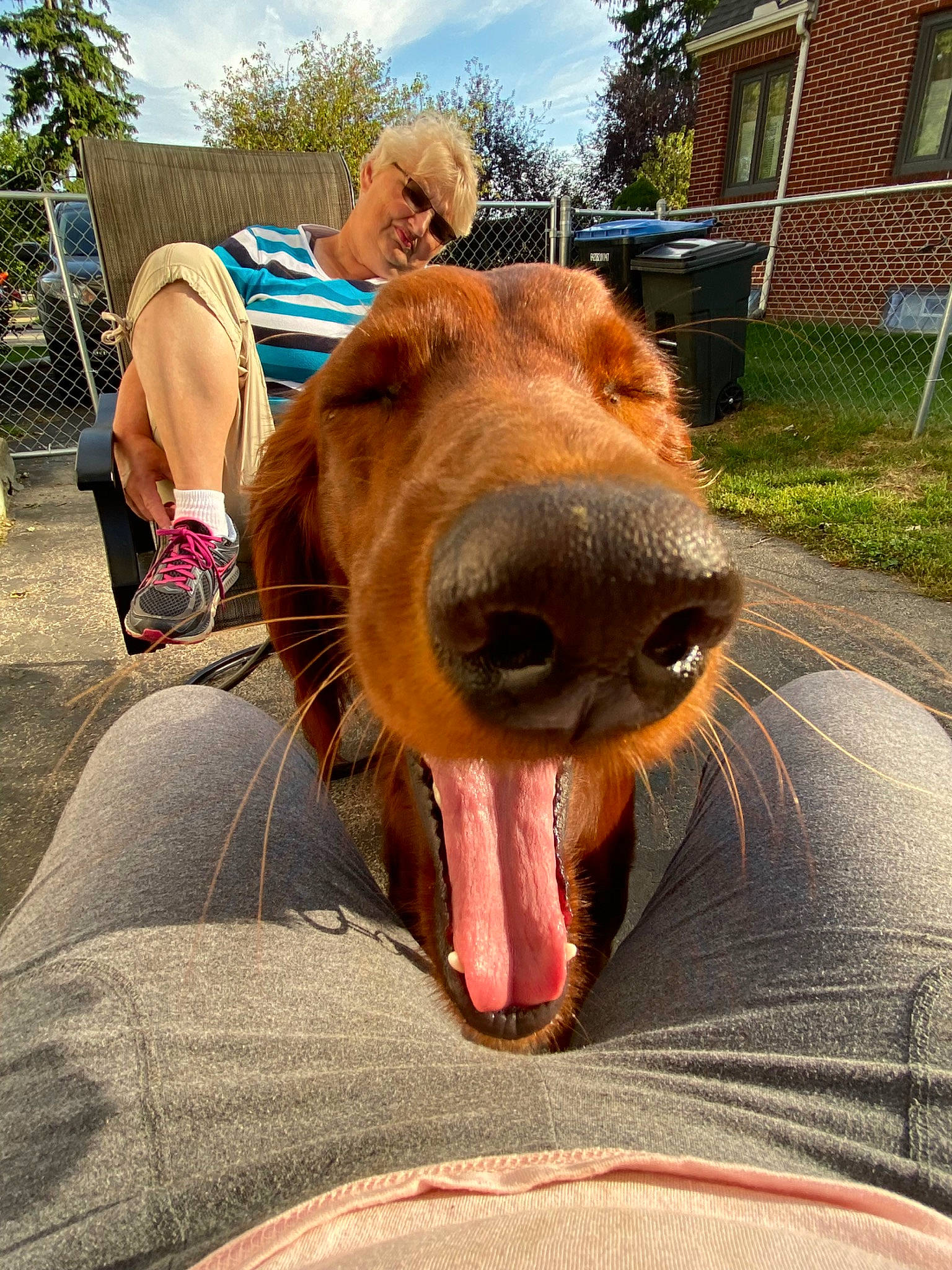 Ellie joined the competition — help win amazing prizes! canidae, carnivore, companion_dog, dog, dog_breed, facial_expression, golden_retriever, irish_setter, jaw, mouth, retriever, snout, sporting_group, tongue, tooth