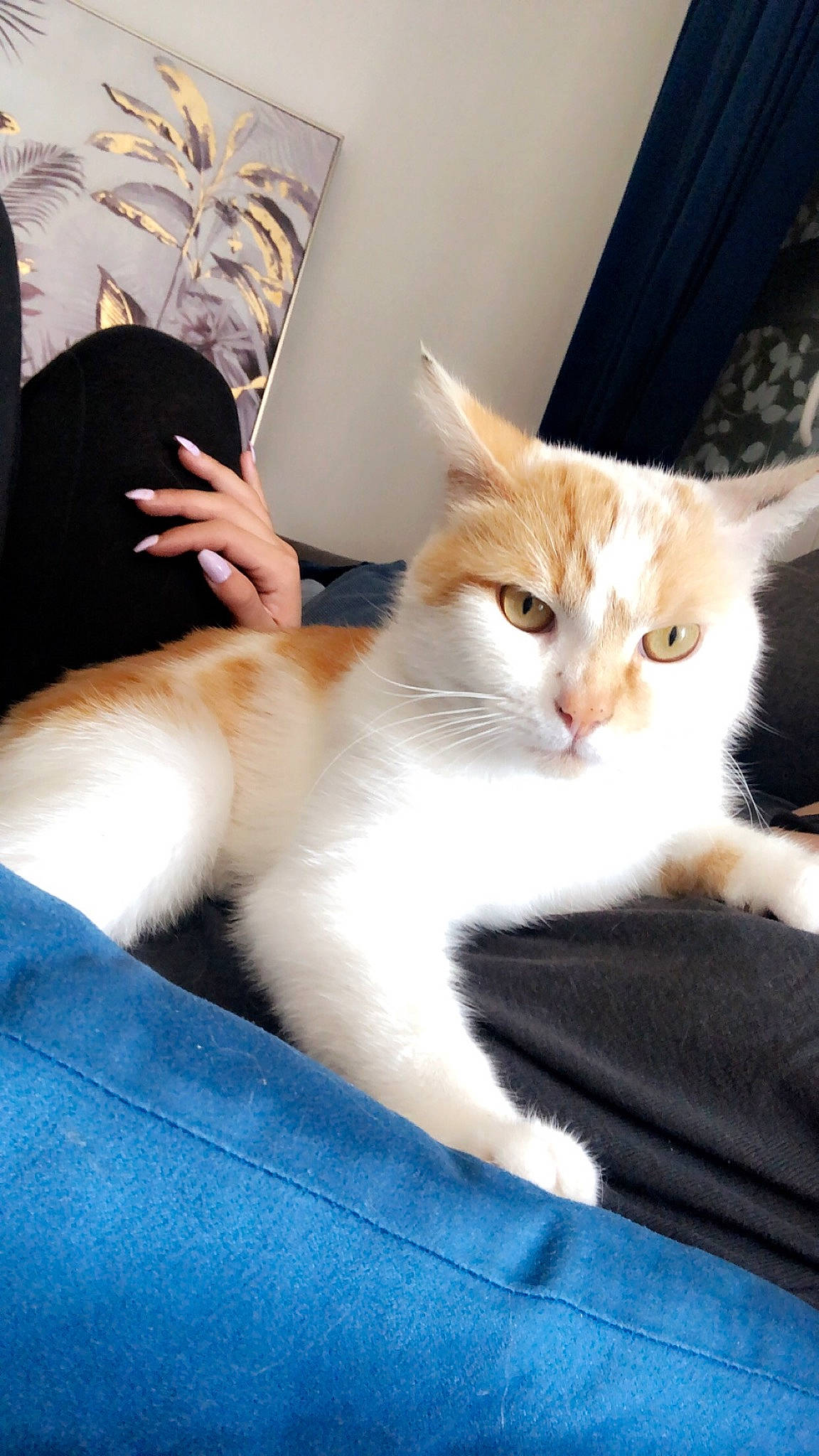 Rio participe au concours pour gagner de l'argent avec cette photo : box, carnivore, cat, claw, comfort, domestic_short_haired_cat, fawn, felidae, fur, gesture, houseplant, lap, nap, paw, sitting, small_to_medium_sized_cats, tail, whiskers