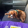 Winston is registered to the contest to win money with this photo: dog, puppy, brown_dog, car_interior, car_seat, green_harness, pet, tongue_out, furry, small_dog, blanket, purple_blanket, indoor, resting, seat, cute, alert, animal, companion, travel