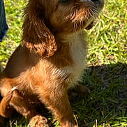 Winston is registered to the contest to win money with this photo: puppy, dog, grass, outdoor, sunlight, brown_fur, white_markings, cute, pet, animal, young, whiskers, ears, sitting, nature, small, adorable, fur, eyes, daylight