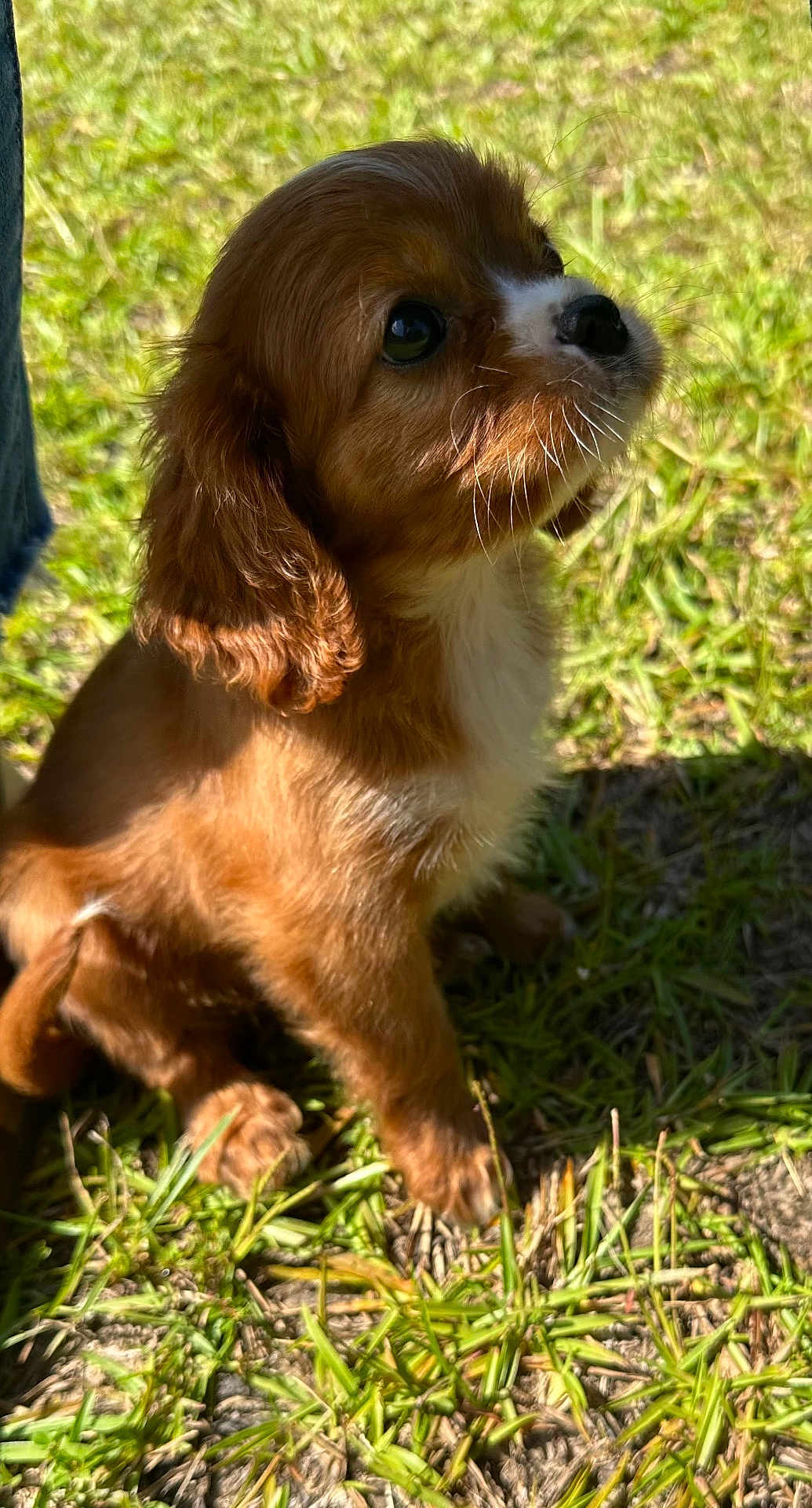 Winston