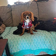 Winston joined the competition — help win amazing prizes! dog, plaid_shirt, couch, blanket, indoor, window, natural_light, pet, brown_dog, small_dog, fur, ears, floor, table, furniture, cozy, seated, looking, curious, home