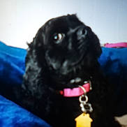 Coco joined the competition — help win amazing prizes! dog, black_dog, collar, pet, indoor, blanket, blue_blanket, tag, animal, fur, resting, close_up, cute, domestic_animal, portrait, pink_collar, sleepy, household, companion, furry