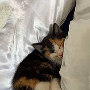 Bella participe au concours pour gagner de l'argent avec cette photo : cat, kitten, calico, sleeping, 眠り, animal, pet, fur, whiskers, closed_eyes, pink_nose, pillow, bedding, bed, cozy, indoors, resting, curled_up, cute, portrait