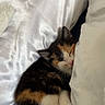 cat, kitten, calico, sleeping, 眠り, animal, pet, fur, whiskers, closed_eyes, pink_nose, pillow, bedding, bed, cozy, indoors, resting, curled_up, cute, portrait
