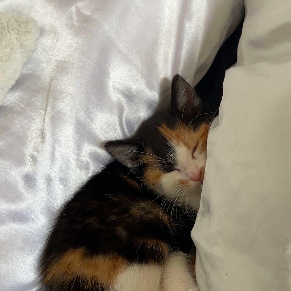 Bella participe au concours pour gagner de l'argent avec cette photo : cat, kitten, calico, sleeping, 眠り, animal, pet, fur, whiskers, closed_eyes, pink_nose, pillow, bedding, bed, cozy, indoors, resting, curled_up, cute, portrait