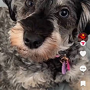 Chloe Duran joined the competition — help win amazing prizes! dog, close_up, curly_fur, pet, collar, tag, animal, cute, indoor, fur, face, eye, nose, whiskers, portrait, looking, canine, domestic_animal, friendly, companion