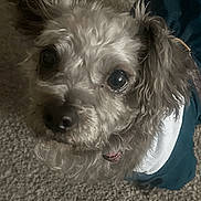 Bearbear joined the competition — help win amazing prizes! dog, small_dog, curly_fur, pet, canine, looking_up, close_up, carpet, indoor, outfit, blue_clothing, white_clothing, fur, animal, cute, companion, house_pet, furry, domestic_animal, portrait