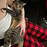 Melón joined the competition — help win amazing prizes! animal, black_pants, casual, cat, couch, cozy, hand, holding, indoor, person, pet, plaid_pants, red_pants, relaxed, remote_control, sitting, striped_fur, tabby_cat, watch, white_shirt