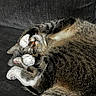 Melón is registered to the contest to win money with this photo: animal, cat, closeup, companion, couch, cozy, curled_up, cute, domestic_animal, feline, fur, indoor, paws, pet, relaxed, resting, sleeping, soft, tabby, whiskers