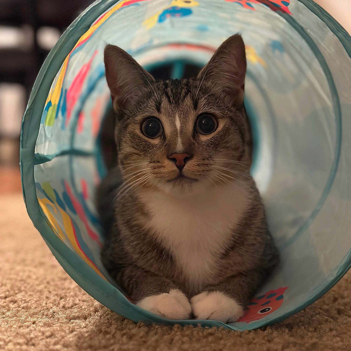 Melón