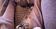 Melón joined the competition — help win amazing prizes! animal, blanket, cat, comfortable, couch, cozy, curious, feline, fur, home, indoor, looking_up, paws, pet, relaxing, resting, soft, tabby, texture, whiskers