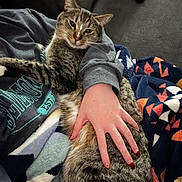 Melón is registered to the contest to win money with this photo: animal, blanket, cat, comfort, couch, cozy, feline, hand, home, indoor, lap, nails, person, pet, relaxing, remote_control, resting, striped, sweatshirt, tabby_cat