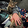 animal, blanket, cat, comfort, couch, cozy, feline, hand, home, indoor, lap, nails, person, pet, relaxing, remote_control, resting, striped, sweatshirt, tabby_cat