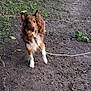 Hazel is registered to the contest to win money with this photo: dog, leash, outdoor, grass, dirt, animal, pet, brown_fur, white_fur, canine, nature, earth, curious, standing, fur, ears, snout, daylight, ground, leaf